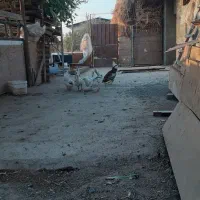 مرغ و خروس گلین|حیوانات مزرعه|هشتگرد, شهرک وحدت|دیوار