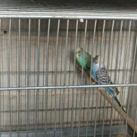 فنچ بنگالی و مرغ عشق هفت عدد فنچ زبرا|پرنده|اسلامشهر, شهرک امام حسین (میان آباد)|دیوار