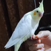 عروس هلندی گمشده