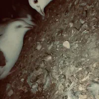 شش عدد جوونه گراف جفت 1ملیون