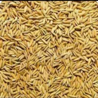 بذر طارم هاشمی