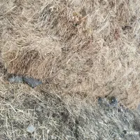 فروش علف|لوازم جانبی حیوانات|شوط, |دیوار