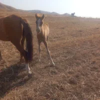 اسب جوان