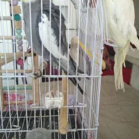 عروس هلندی