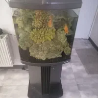 اکواریم بک سامپ ماهیران