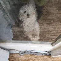 واگذاری پاپی یا معاوضه با عروس هلندی|سگ|ابریشم, |دیوار