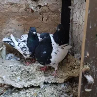 کبوتر کله سیاه|پرنده|فسا, |دیوار