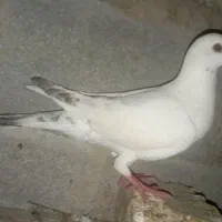 کبوتردستپر