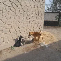 مالینیویز رایگان|سگ|تبریز, |دیوار