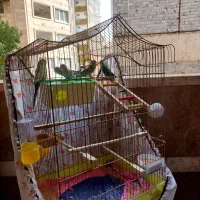 مرغ عشق همراه با قفس سه تا جوجه ویک نر ویک ماده