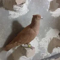 کبوتر پرشی زرد کاکولی پرنده زرنگ