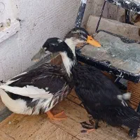 اُردک