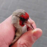 سهره کرمونی دو رگ  نر دهن زن