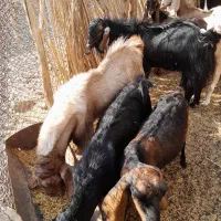 فروش بز آبستن و۳ عدد پاچن چاق برا مالداری و ...|حیوانات مزرعه|ایرانشهر, |دیوار