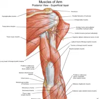 دستیار فیزیوتراپی و پذیرش