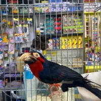 طوطی باربت ریش دار