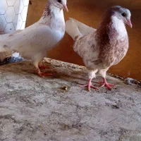 یه جفت شمرونی ذات دار