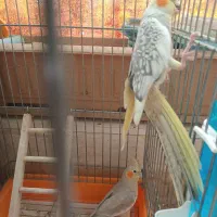 عروس هلندی جفت خورده|پرنده|اسلامشهر, مسکن مهر اسلاشهر (شهرک امام خمینی)|دیوار