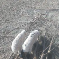 بزوگوسفند|حیوانات مزرعه|زهک, |دیوار