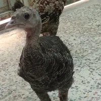 بوقلمون و خروس