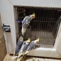 عروس هلندی|پرنده|ماهدشت, |دیوار