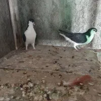 کفتر|پرنده|زرند, |دیوار