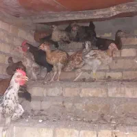 مرغ فروشی