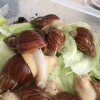 حلزون آفریقایی آچاتیا|خزنده|تهران, تهرانپارس غربی|دیوار