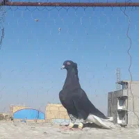 کبوتر کفتر   ذاغ دمسفید ماده