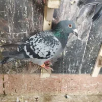 نر ماده هوایی|پرنده|مشهد, شهید بصیر|دیوار