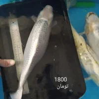 ماهی کوی سوپرباله