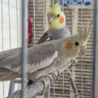 جفت عروس هلندی