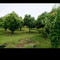 رهن سالانه ویلا باغ ساحلی مبله|اجارهٔ خانه و ویلا|کوهیخیل, |دیوار