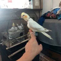 جوجه عروس هلندی