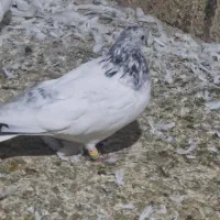 شیخ ابری عتیقه