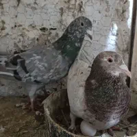 نر و ماده سار  قزوینی