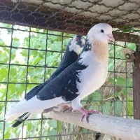 کفتر ابلغ و شازده بعدظهری