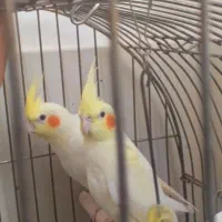 عروس هلندی  نر و ماده