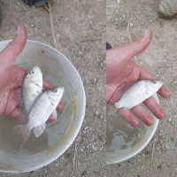 بچه ماهی تیلاپیا