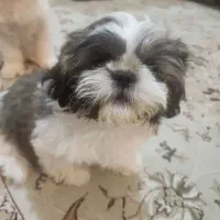 واگذاری شیتزو نر