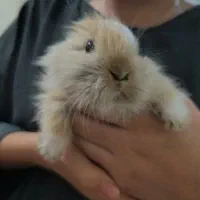 خرگوش مینی لوپ|موش و خرگوش|تهران, مینای شمالی (مخبر)|دیوار