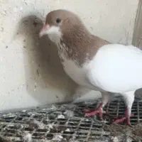 سینه ای|پرنده|کازرون, |دیوار