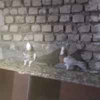 سلام چندجفت کفترجوفتگاه همه سالم به شرط تخم جوجه|پرنده|گلمکان, |دیوار