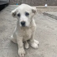 2 عدد توله سگ افغان نگهبان 65 روزه