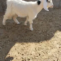 بزغاله وقوچ افشاری داشتی|حیوانات مزرعه|اندیمشک, |دیوار