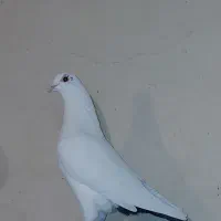 ۴عدد ماده دم سیاه|پرنده|کرمان, |دیوار