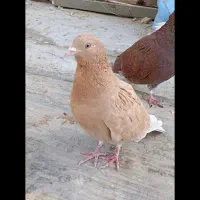 8 طوق کبوتر|پرنده|فردیس, فردیس|دیوار