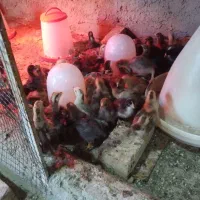 جوجه رسمی ،گلپایگان