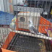 جفت عروس مولد کارداده سرحال|پرنده|بندرعباس, |دیوار