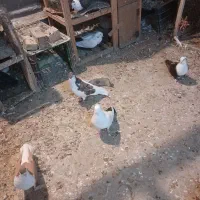 کبوتر رنگی|پرنده|سبزوار, جهاد کشاورزی|دیوار